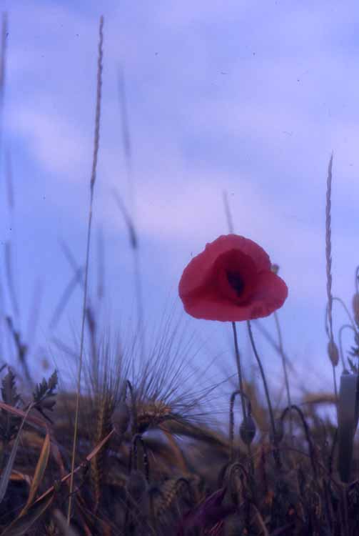 poppies 